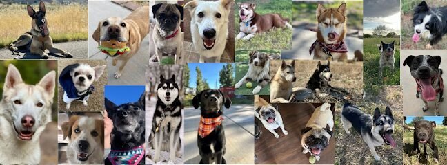 Dog day care in Cedar City Utah Wags Out West 1
