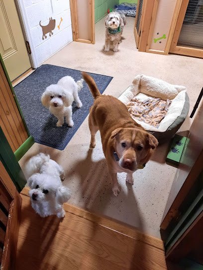 Dog day care in Chambersburg Pennsylvania Debbie s Doggie Den 1