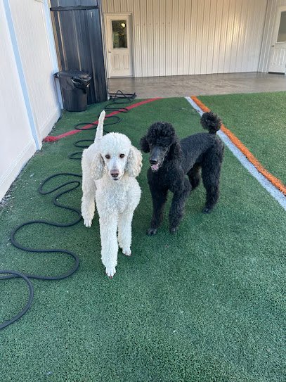 Dog day care in Chambersburg Pennsylvania Rock N Rollover 1