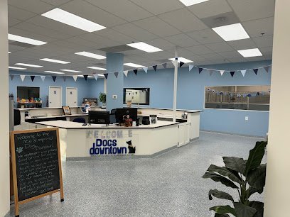 Dog day care in Chantilly Virginia Dog s Downtown 1