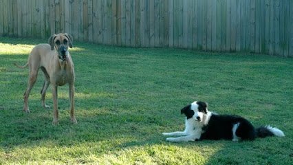 Dog day care in Charles City Virginia A Stay in the Country Pet Lodge and Training Center 1