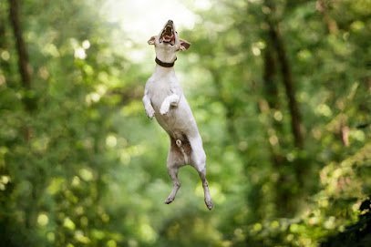 Dog day care in Charleston South Carolina In The Dog House 1