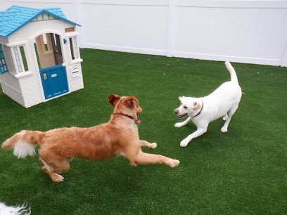 Dog day care in Charleston South Carolina The Island Pawplex 1
