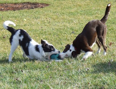 Dog day care in Chehalis Washington River Bend Pet Center 1