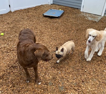 Dog day care in Chepachet Rhode Island Mind Your Dog 1