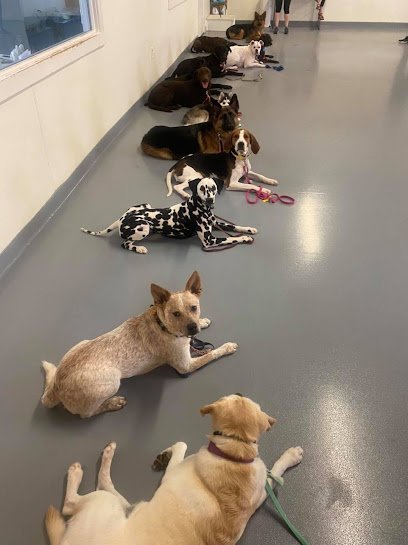 Dog day care in Chesapeake Virginia Canine Training Unlimited 1