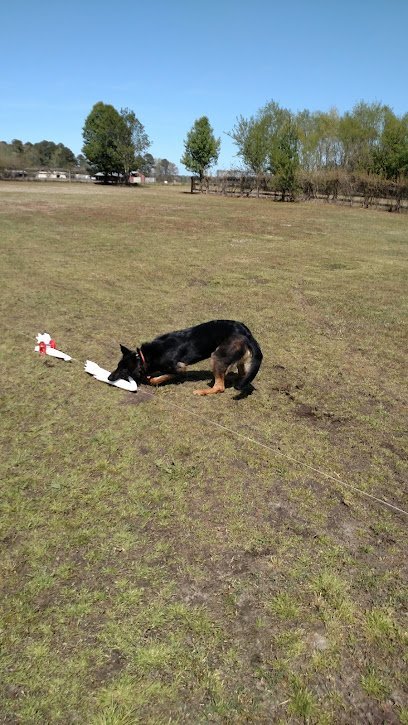 Dog day care in Chesapeake Virginia Family Dog Club 1