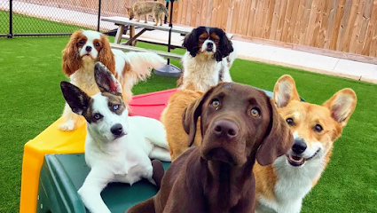 Dog day care in Chesapeake Virginia The Ruff House Stay Play at Greenbrier 1