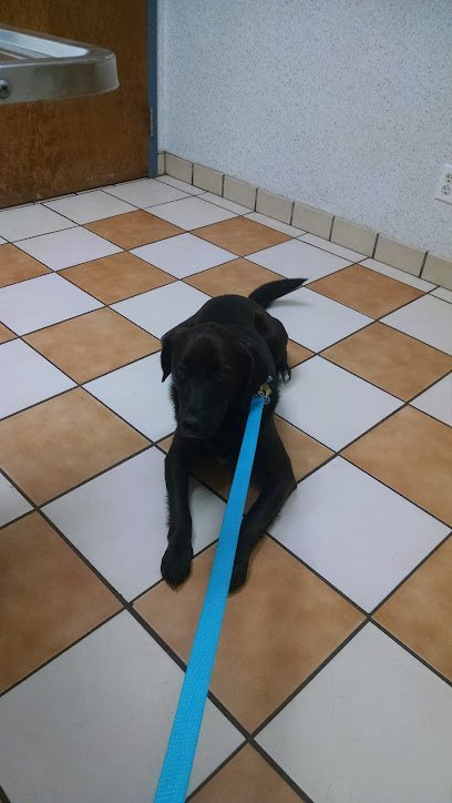 Dog day care in Chesapeake Virginia VCA Brentwood Animal Hospital 1