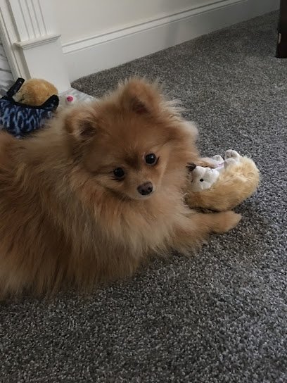 Dog day care in Chesterfield Virginia All For Cobalt In Home Pet Care 1