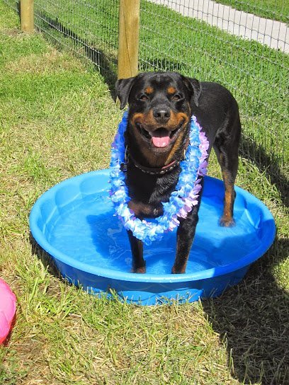 Dog day care in Cheyenne Wyoming Red Ruff Inn Doggie Daycare Pet Hotel Grooming Training 1