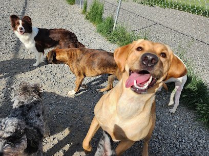 Dog day care in Clarion Pennsylvania Vintage Country Pet Resort LLC 1