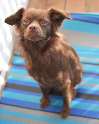 Dog day care in Clarks Summit Pennsylvania BarksTown Country 1