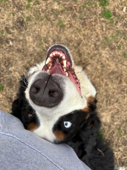 Dog day care in Clover South Carolina Lake Wylie Pet Resort 1