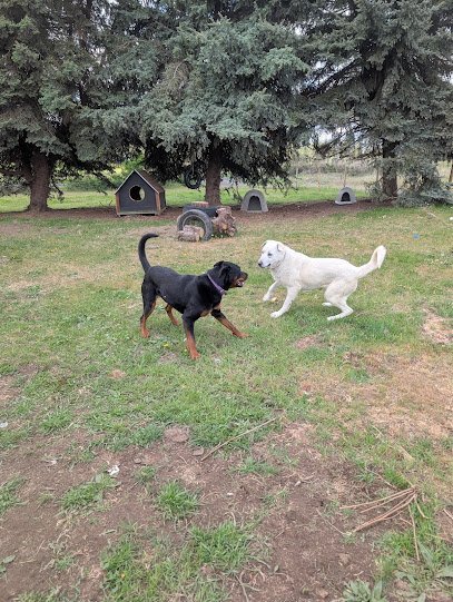Dog day care in Colbert Washington Green Bluff Pastures 1