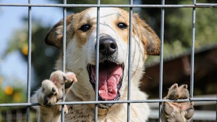 Dog day care in Colonial Heights Virginia Swift Creek Kennels 1