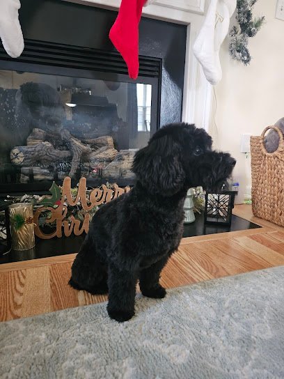 Dog day care in Columbia South Carolina PETS R US GROOMING SPAWS 1