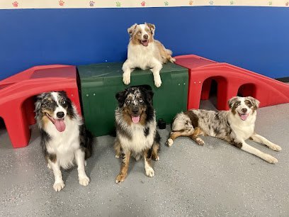 Dog day care in Conshohocken Pennsylvania Out of the Crate 1