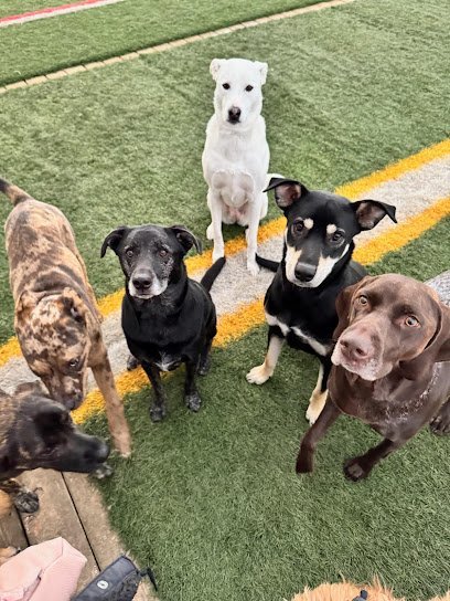 Dog day care in Cottage Grove Wisconsin Unleashed 1