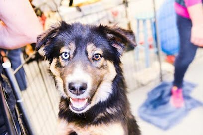 Dog day care in Cottonwood Heights Utah PupTub 1