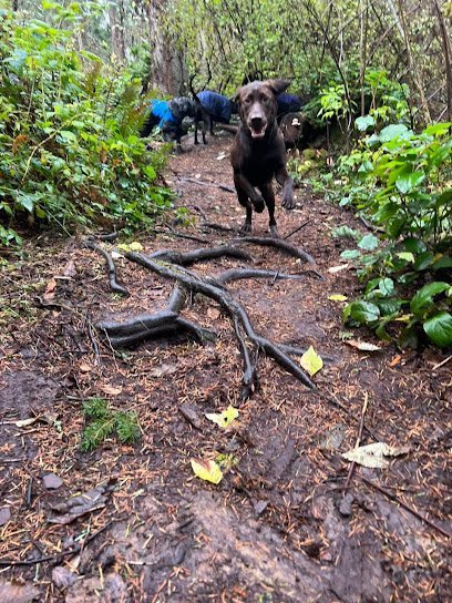 Dog day care in Coupeville Washington Adventure Trails Dog Camp LLC 1