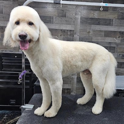 Dog day care in Cranberry Twp Pennsylvania 5th Avenue Fido 1