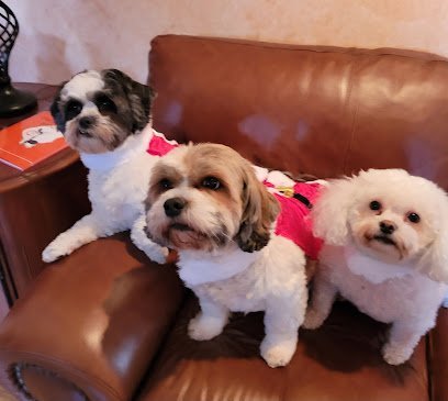 Dog day care in Cranston Rhode Island 2 Paws Up 1