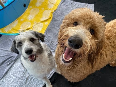 Dog day care in Dallas Pennsylvania bark.sniff .play Doggy Daycare 1