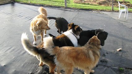 Dog day care in Danville Vermont North Danville Pet Hotel 1