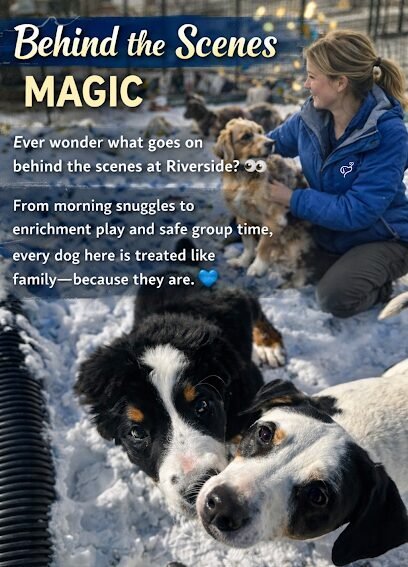 Dog day care in Dauphin Pennsylvania Riverside Pet Club and Resort 1