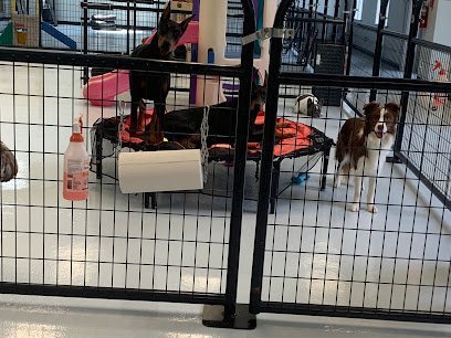 Dog day care in Doylestown Pennsylvania Crate Escapes Dog Day Care 1