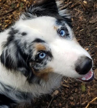 Dog day care in Duvall Washington The Hideout Pups 1