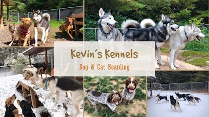 Dog day care in Eagle River Wisconsin Kevin s Kennels 1