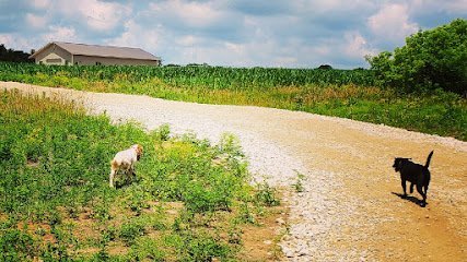 Dog day care in East Troy Wisconsin Mr. Hubbard s Hounds 1