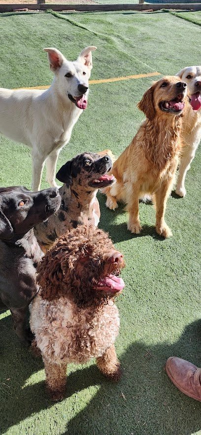 Dog day care in Easton Pennsylvania Let s Speak Dog Ltd 1