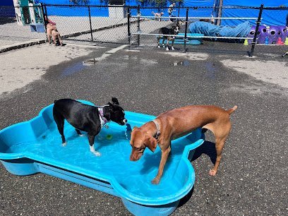 Dog day care in Edmonds Washington Blue Collar Doghouse 1