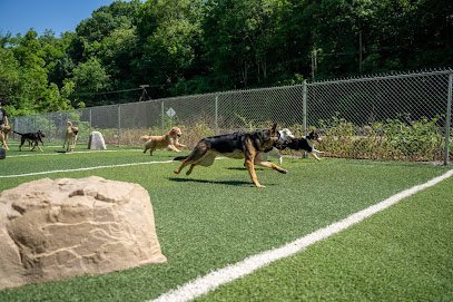 Dog day care in Elizabeth Pennsylvania Lucky Dawgs 1