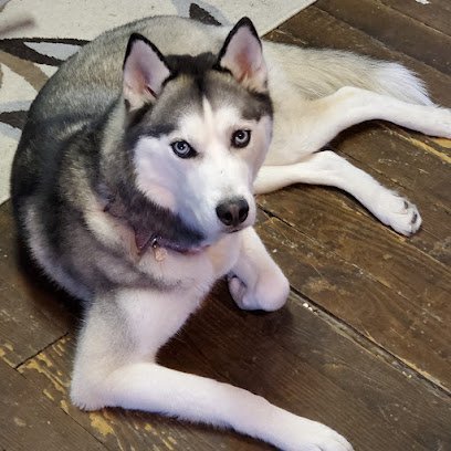 Dog day care in Enon Valley Pennsylvania Grandview Furry Resort 1