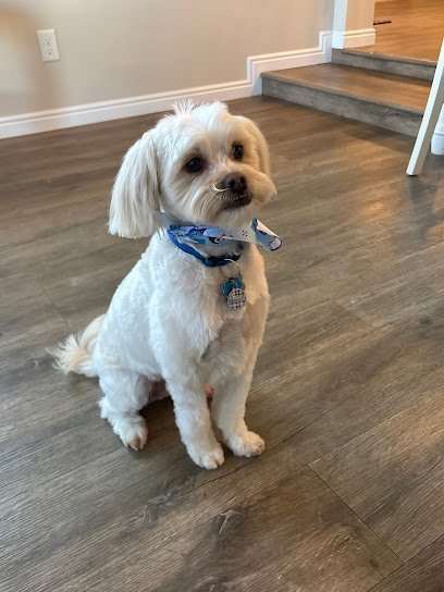 Dog day care in Ephraim Utah Bark Avenue Dog Grooming and Boarding 1