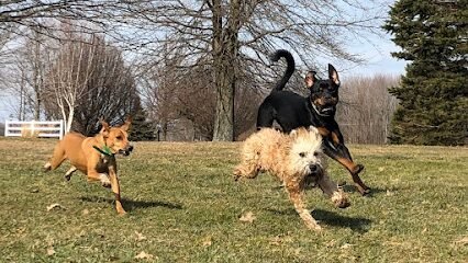 Dog day care in Erie Pennsylvania Lucky Dog Stay and Play 1
