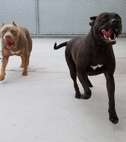 Dog day care in Evansville Wyoming Pampered Puppies 1