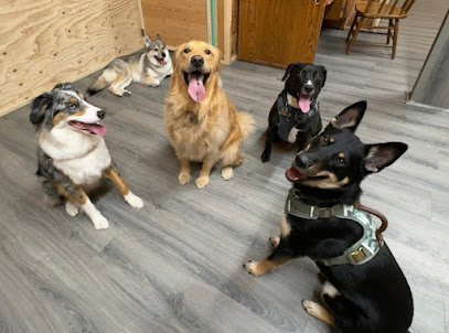 Dog day care in Everett Washington Pawsome Park and Lodge 1