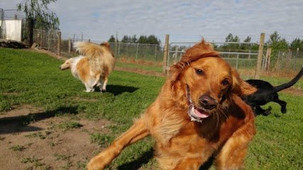 Dog day care in Everson Washington Hyline Hotel for Dogs 1