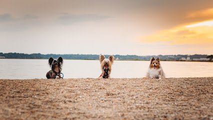 Dog day care in Exeter Rhode Island Mischief Managed Mayhem to Manners 1