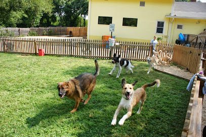 Dog day care in Fairfax Virginia Affectionate Pet Care 1