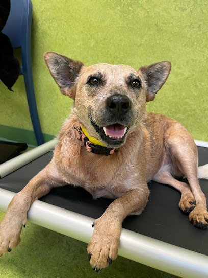 Dog day care in Fairfax Virginia MVP Resort 1