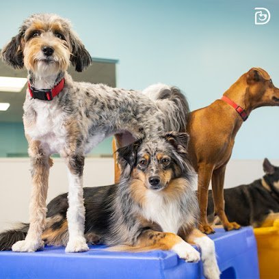 Dog day care in Falls Church Virginia Dogtopia of Falls Church 1