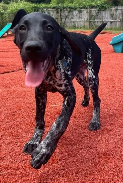 Dog day care in Florence South Carolina Palmetto Pawz Doggie Daycare 1