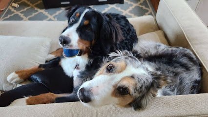 Dog day care in Fort Mill South Carolina Bowzee Wowzee Pet Boarding 1