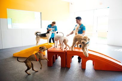 Dog day care in Fort Mill South Carolina Dogtopia of Fort Mill 1